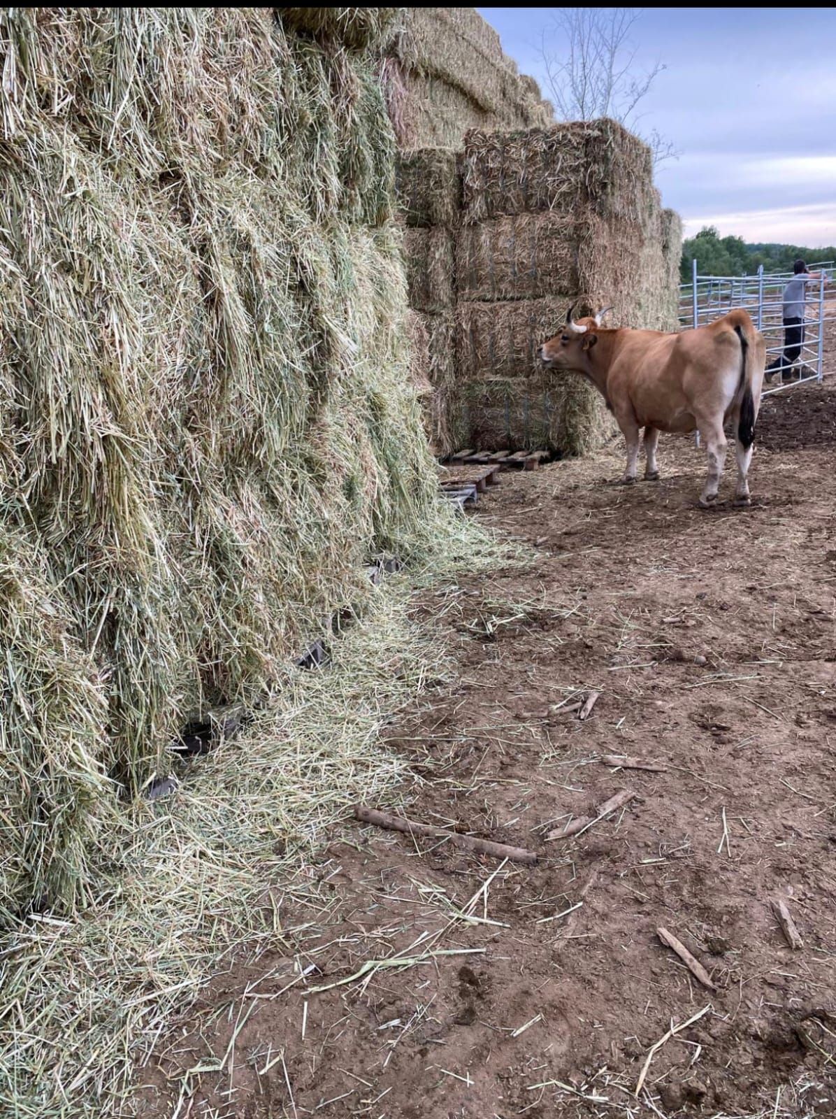 Transportistas y ganaderos solidarios rumbo a la Valdería