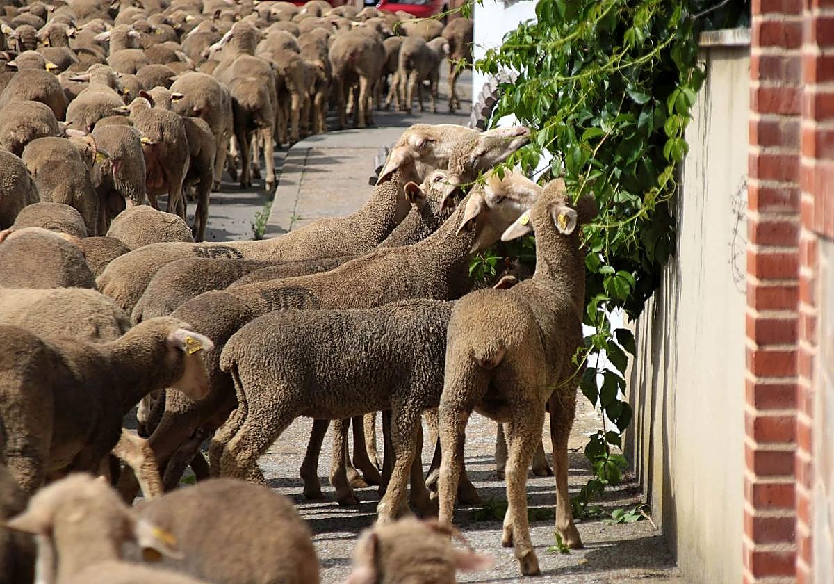 Ovejas en León comen las plantas de una vivienda.