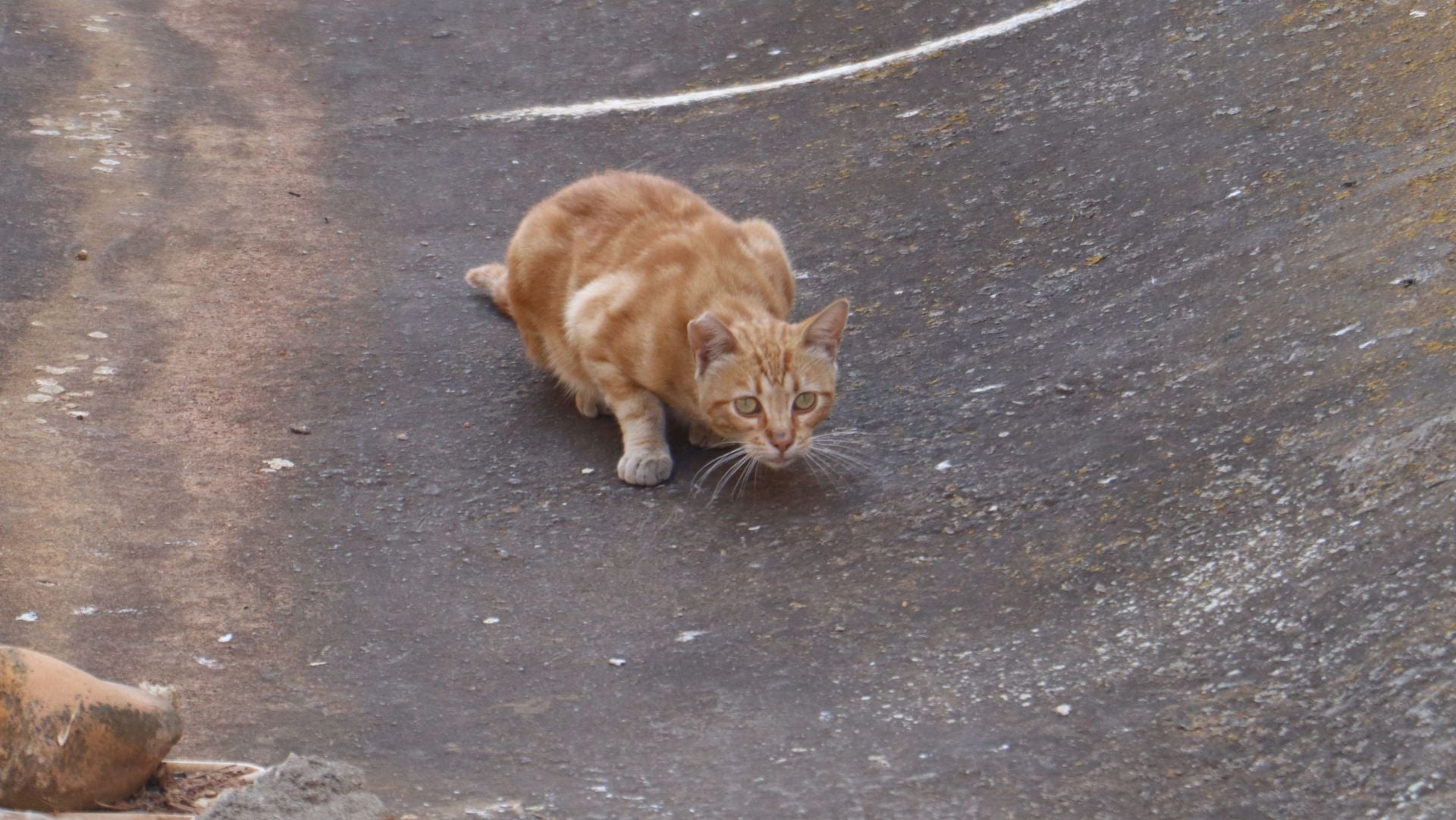 Castrocalbón intenta levantarse tras un desolador incendio