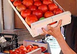 Tomate de Mansilla de Las Mulas