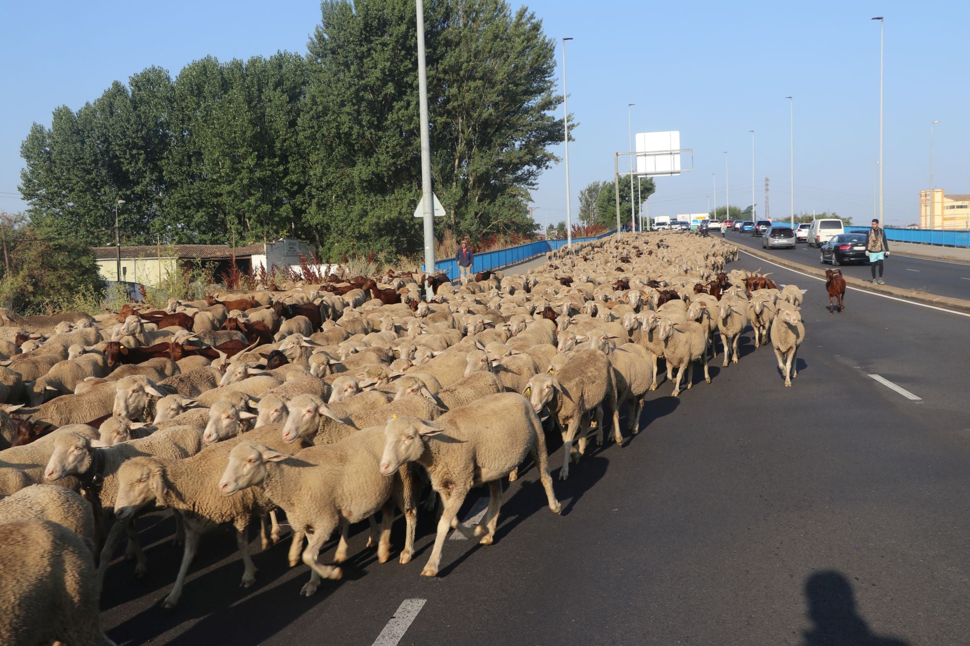 La trashumancia llega a León