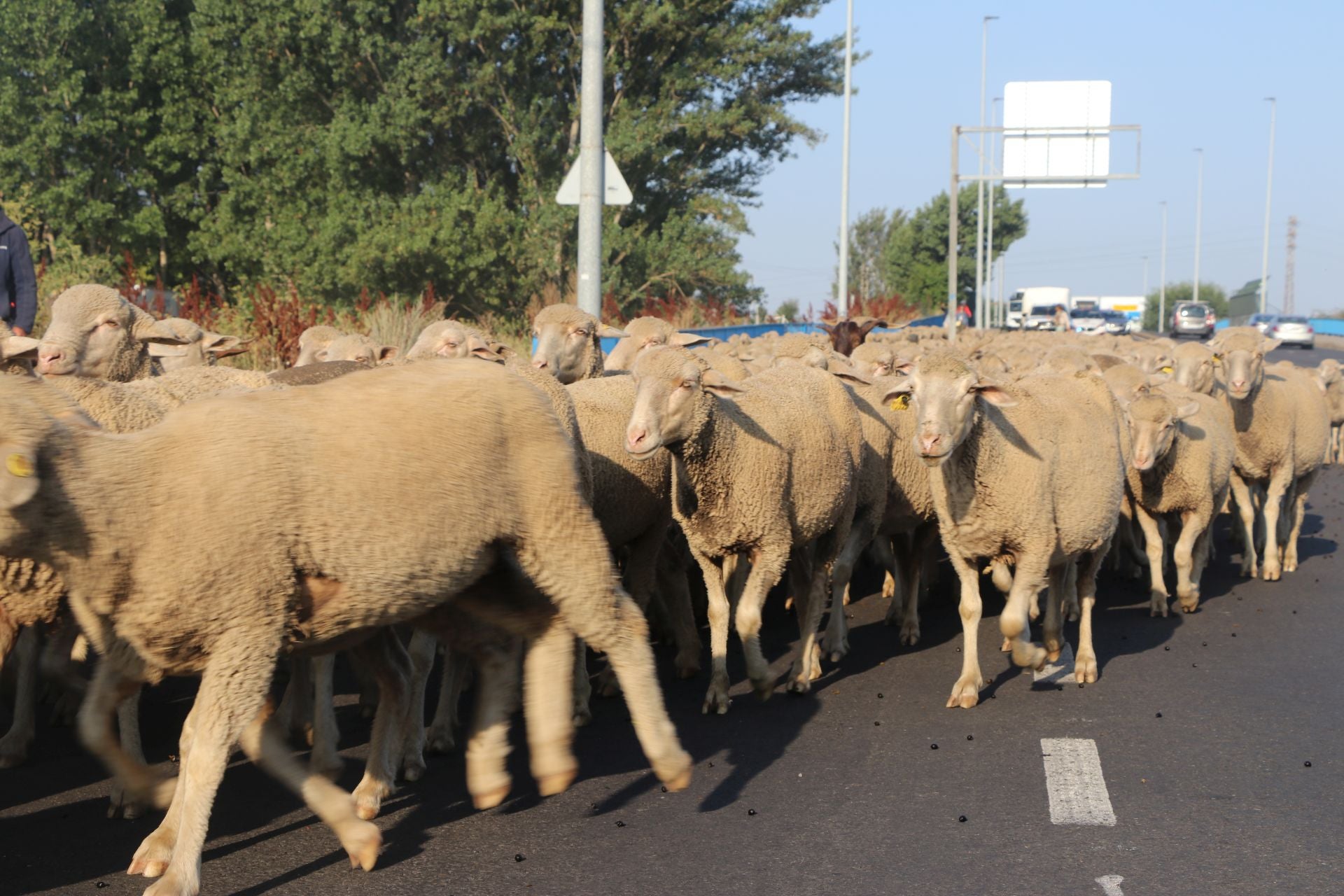 La trashumancia llega a León