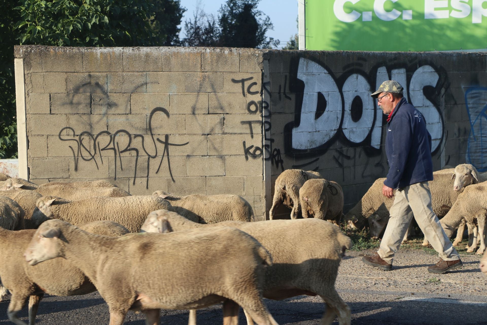 La trashumancia llega a León
