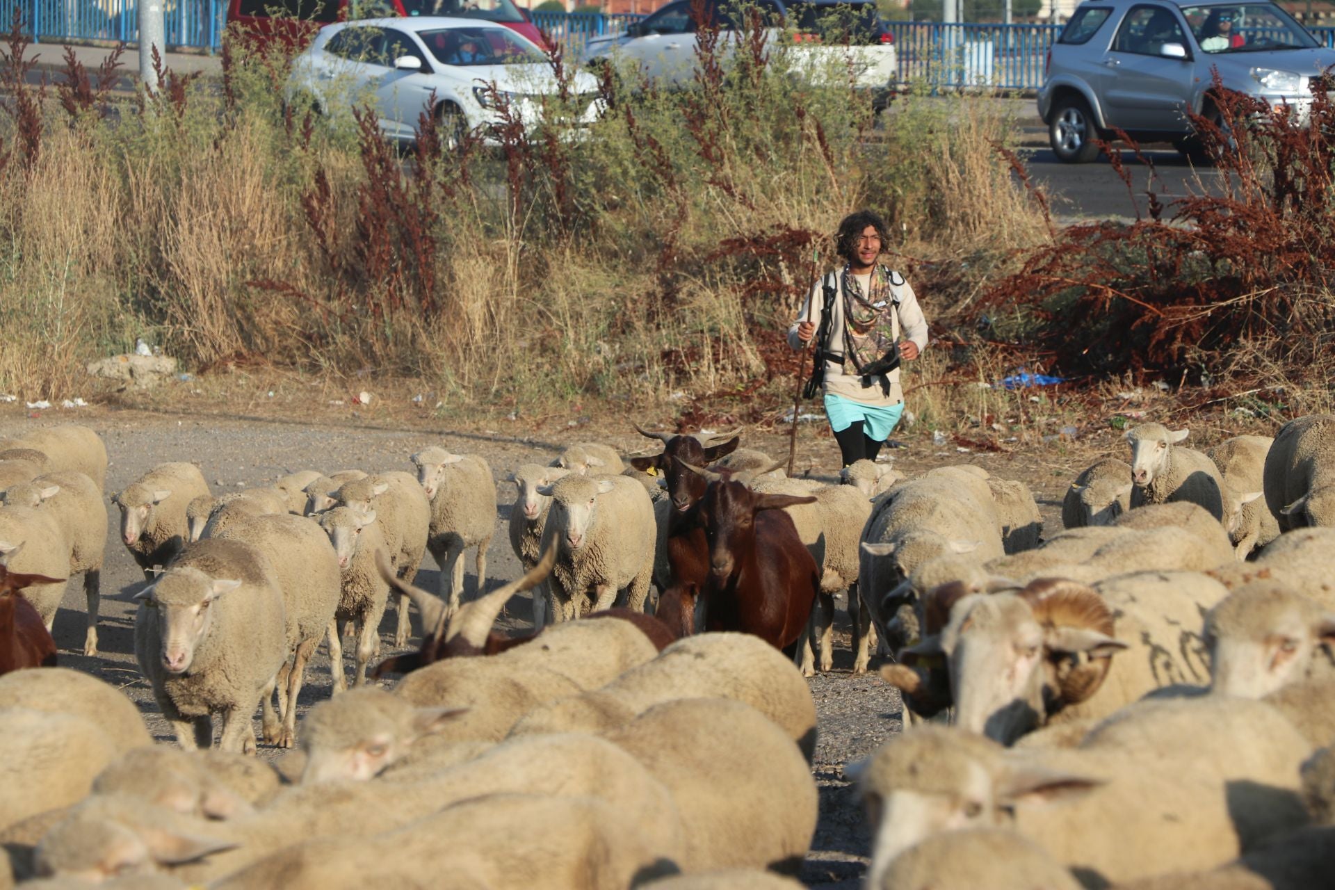 La trashumancia llega a León