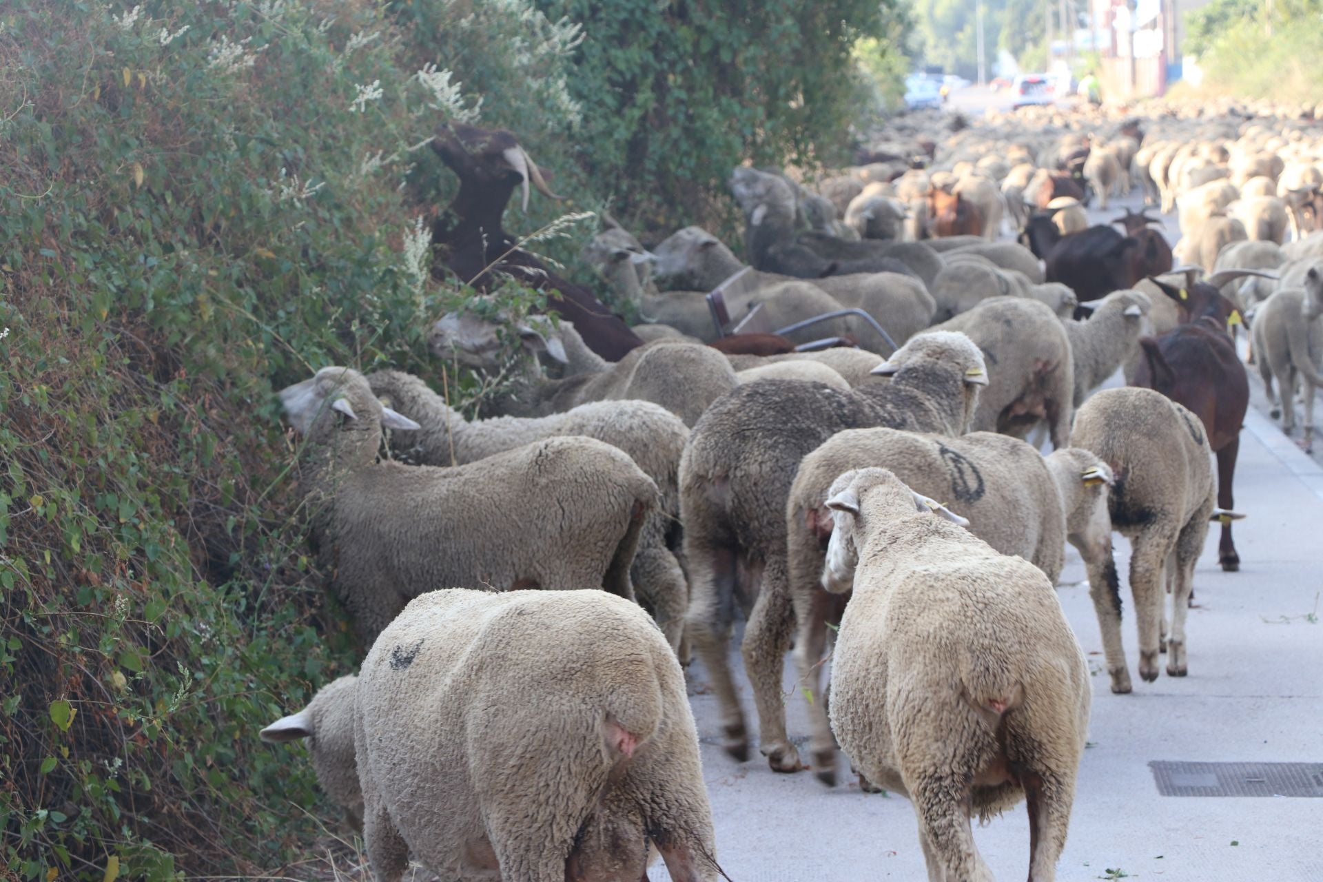 La trashumancia llega a León