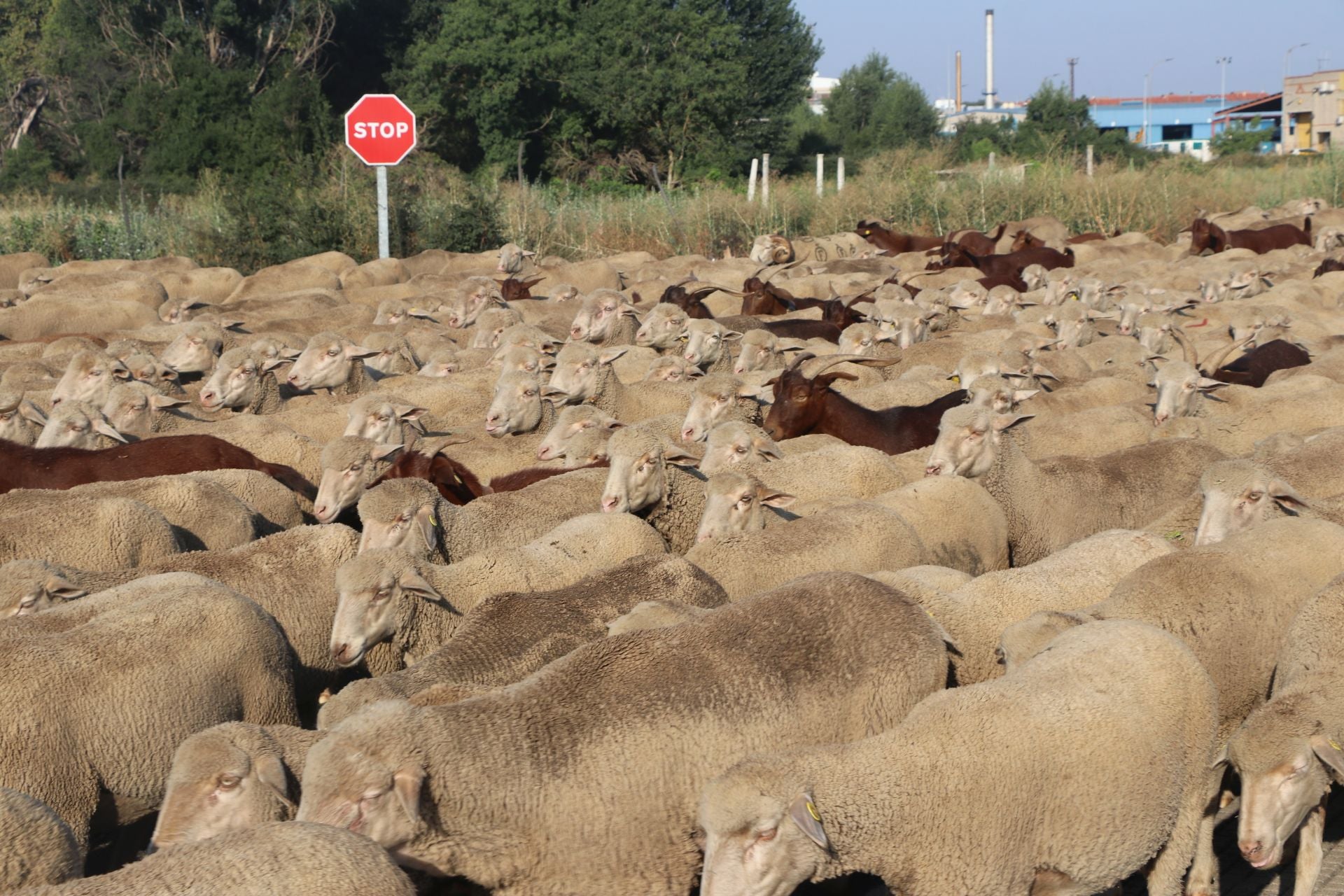 La trashumancia llega a León