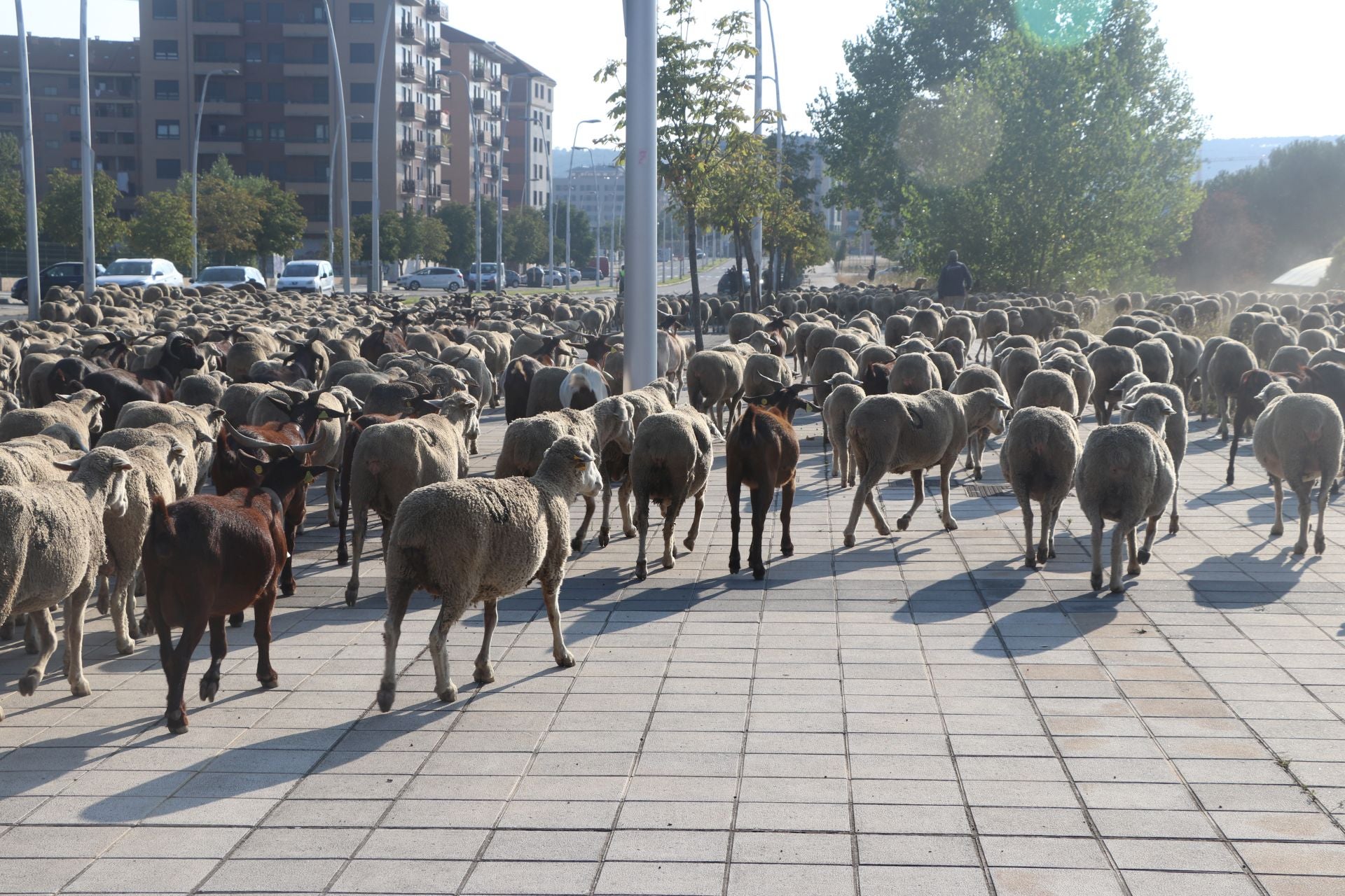 La trashumancia llega a León