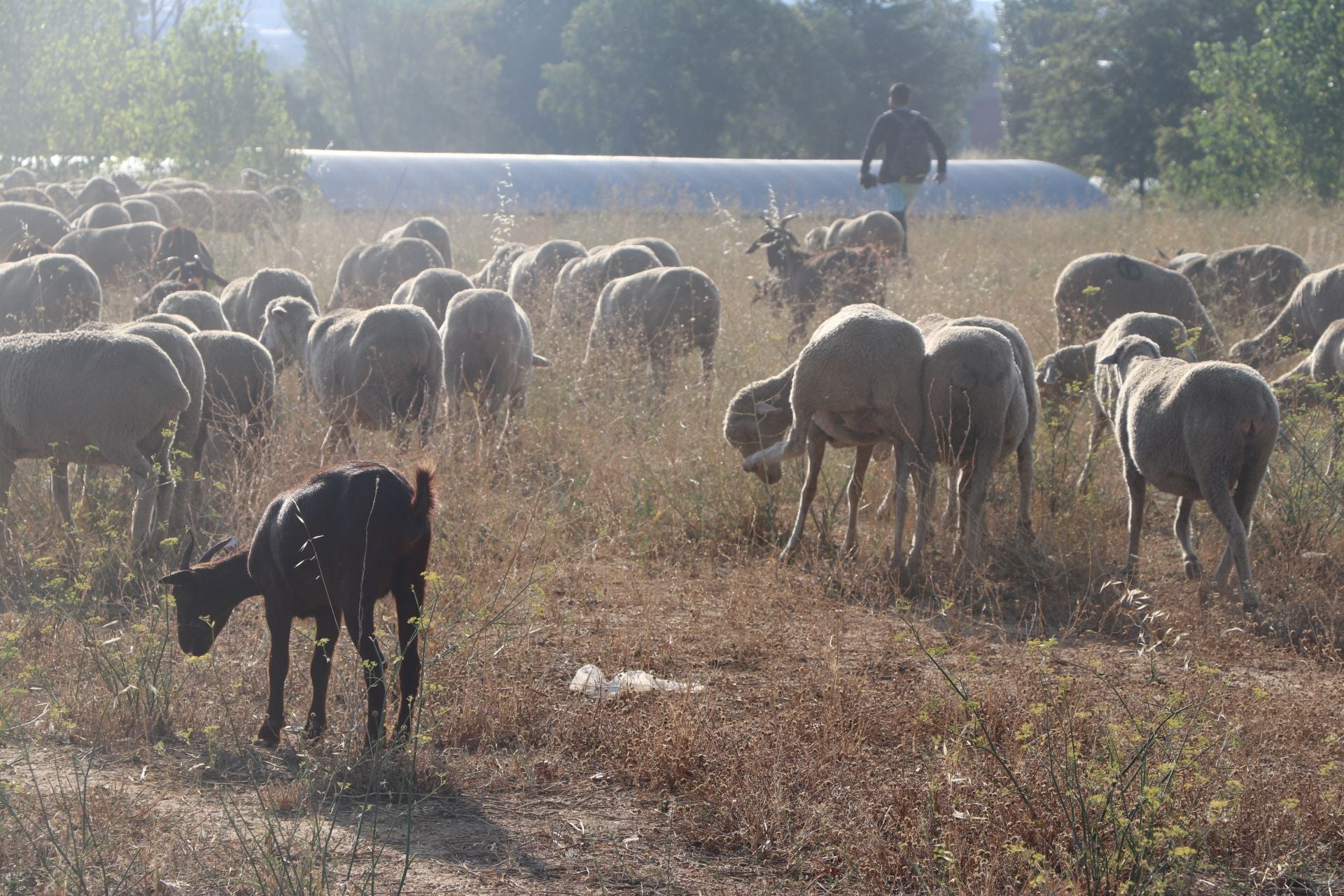 La trashumancia llega a León