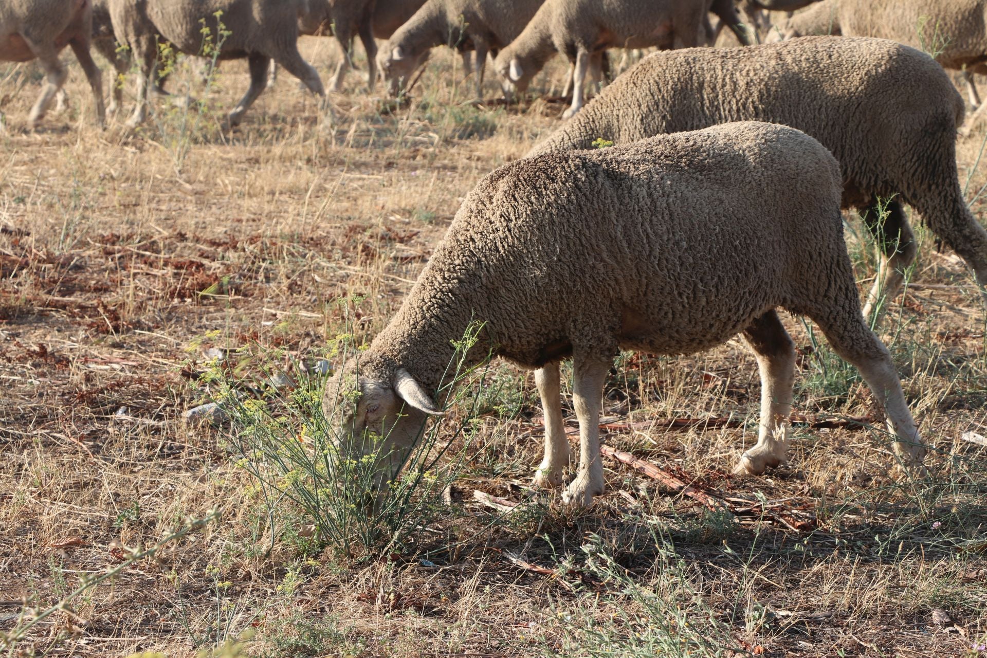 La trashumancia llega a León