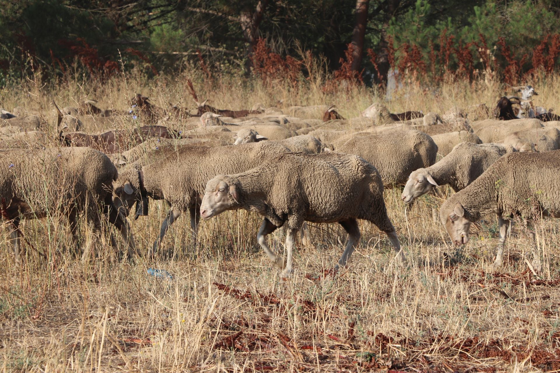 La trashumancia llega a León
