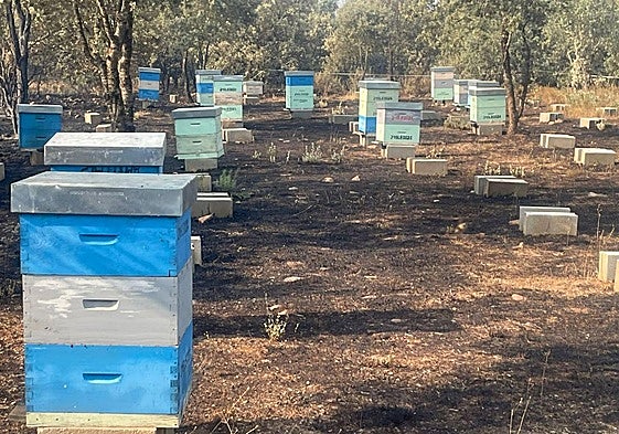 Colmenares de la zona.