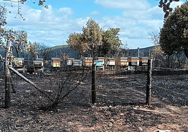Colmenares de la zona de Borrenes.