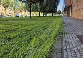 Paseo Quintanilla, La Palomera.