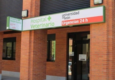 El Hospital Veterinario de León atiende consultas telefónicas «vinculadas al humo» de los incendios