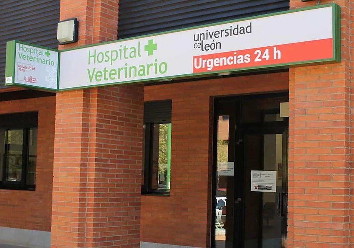 Urgencias del Hospital Veterinario de León.