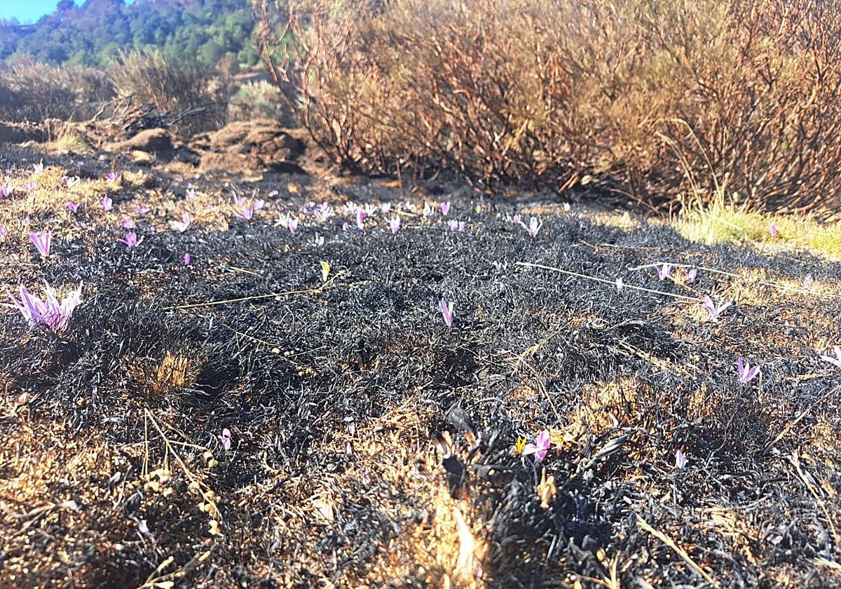 Un terreno tras los recientes incendios en León en la zona de Picos de Europa.