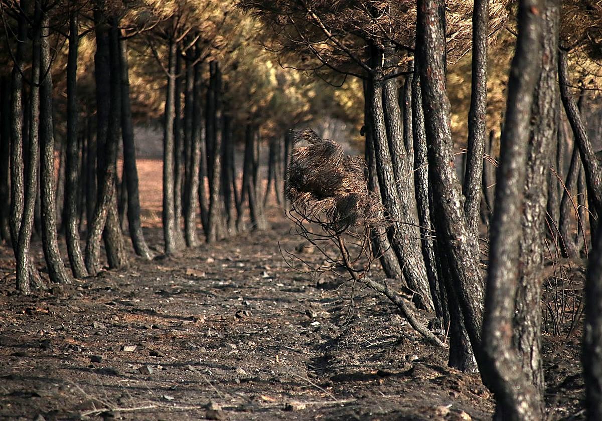 Zona arrasada por las llamas en Herreros del Jamuz.