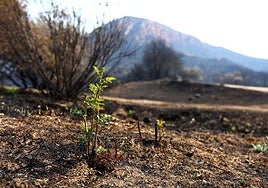 Brotes de vegetación en Las Médulas tras el incendio de días pasados.