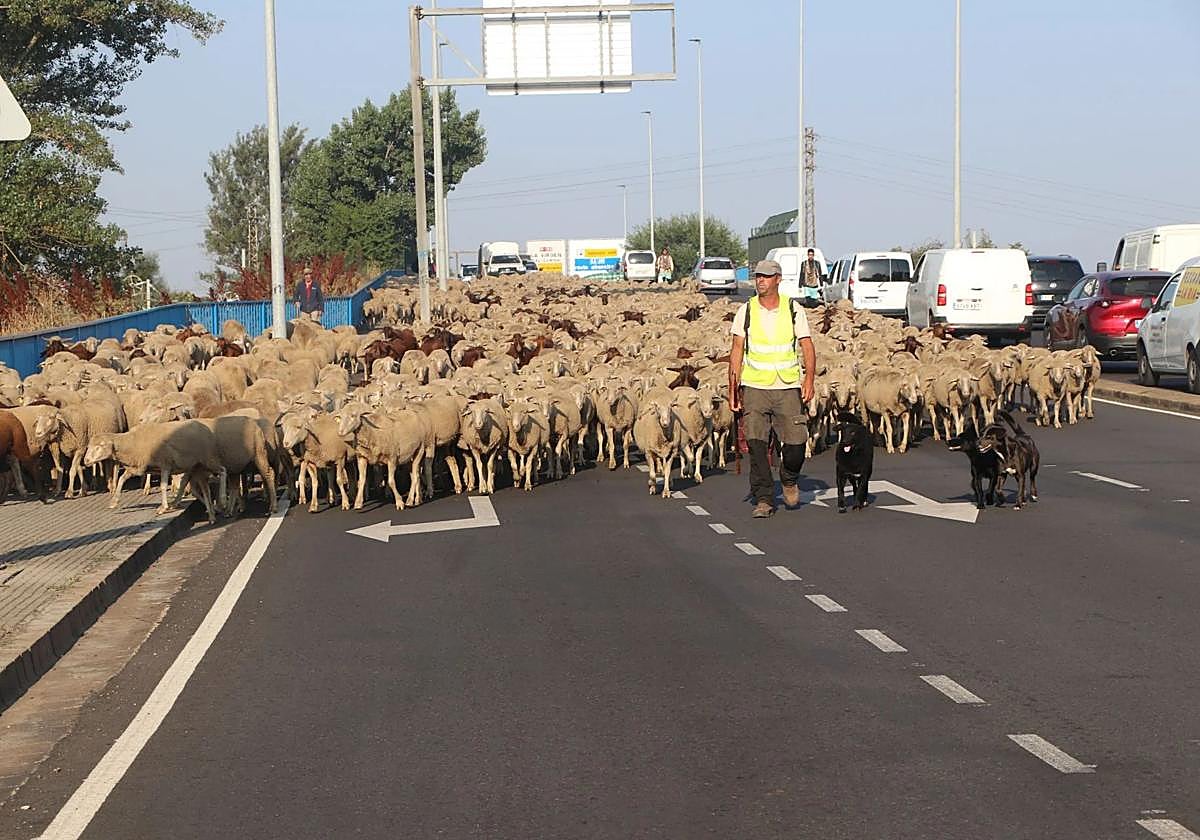 Un rebaño cruza León la semana pasada.