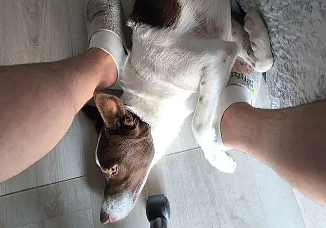 Nicolás D. cuidando a una mascota y mandando una foto a su dueño.