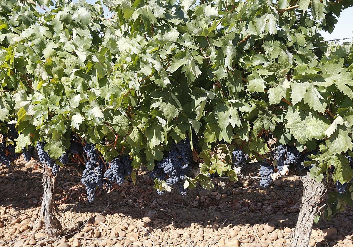 Agricultura lanza una nueva aplicación informática que simplifica el registro de las declaraciones obligatorias de cosecha de uva