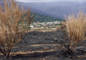 Entregan alimentos a 146 ganaderías leonesas afectadas por los incendios