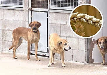 La problemática de espigas en León: «Las familias están más concienciadas, pero siguen siendo un peligro»