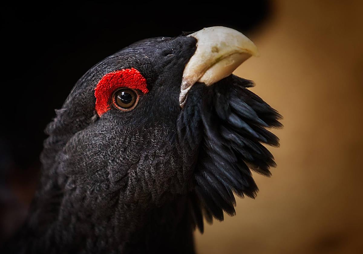 Ejemplar de urogallo.