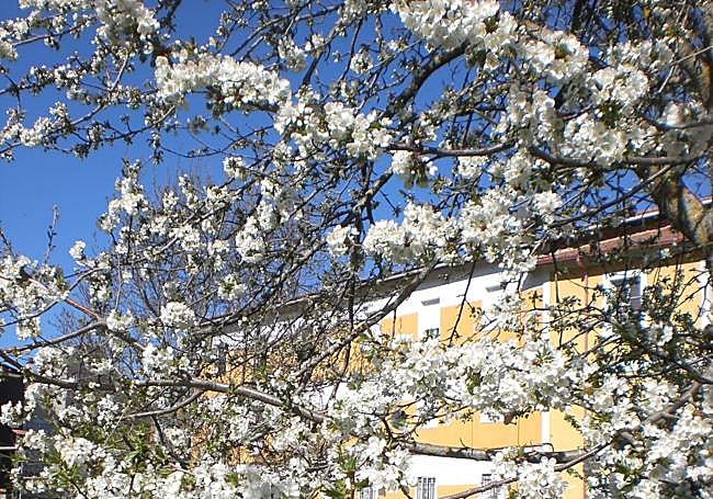 Cerezos y manzanos se mencionan constantemente en la relación de frutales cultivados en los huertos medievales. Especies muy afectadas por heladas y cambios de temperatura primaverales, tan frecuentes en la Montaña.
