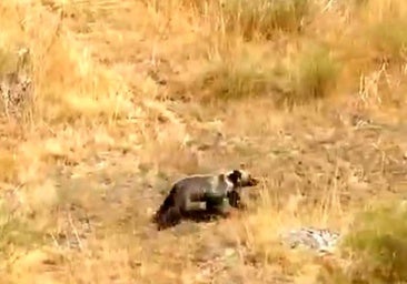 Barniedo, el osezno que ha sobrevivido a dos incendios