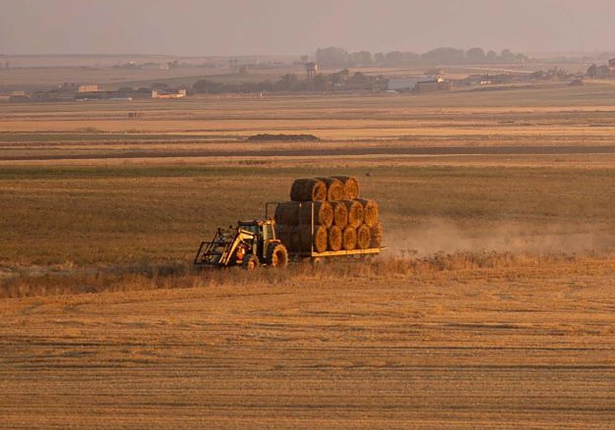 Campo de cultivo en Tierra de Campos.