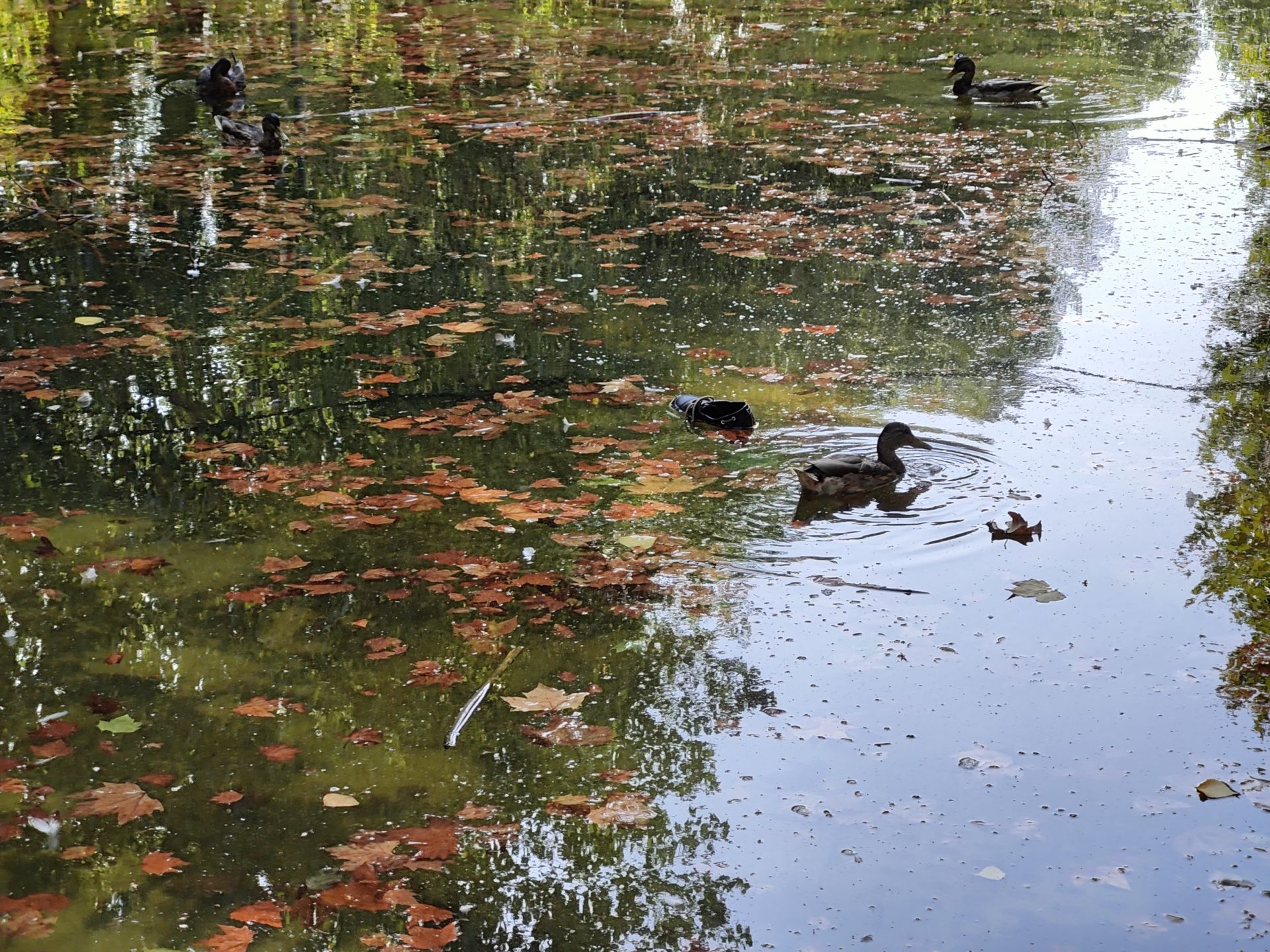 Las imágenes de la basura en el estanque del paseo Papalaguinda