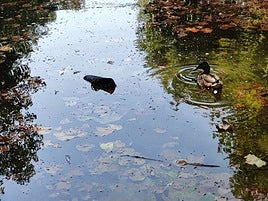 Un zapato flota junto a un pato en el estanque del paseo Papalaguinda en León.