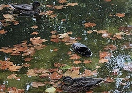 Un zapato flotando el 15 de agosto en el estanque de Papalaguinda en León entre hojas flotando sobre el agua detenida.