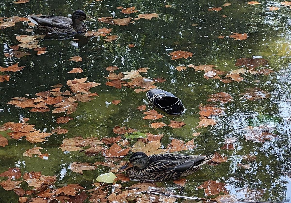 Un zapato flotando el 15 de agosto en el estanque de Papalaguinda en León entre hojas flotando sobre el agua detenida.