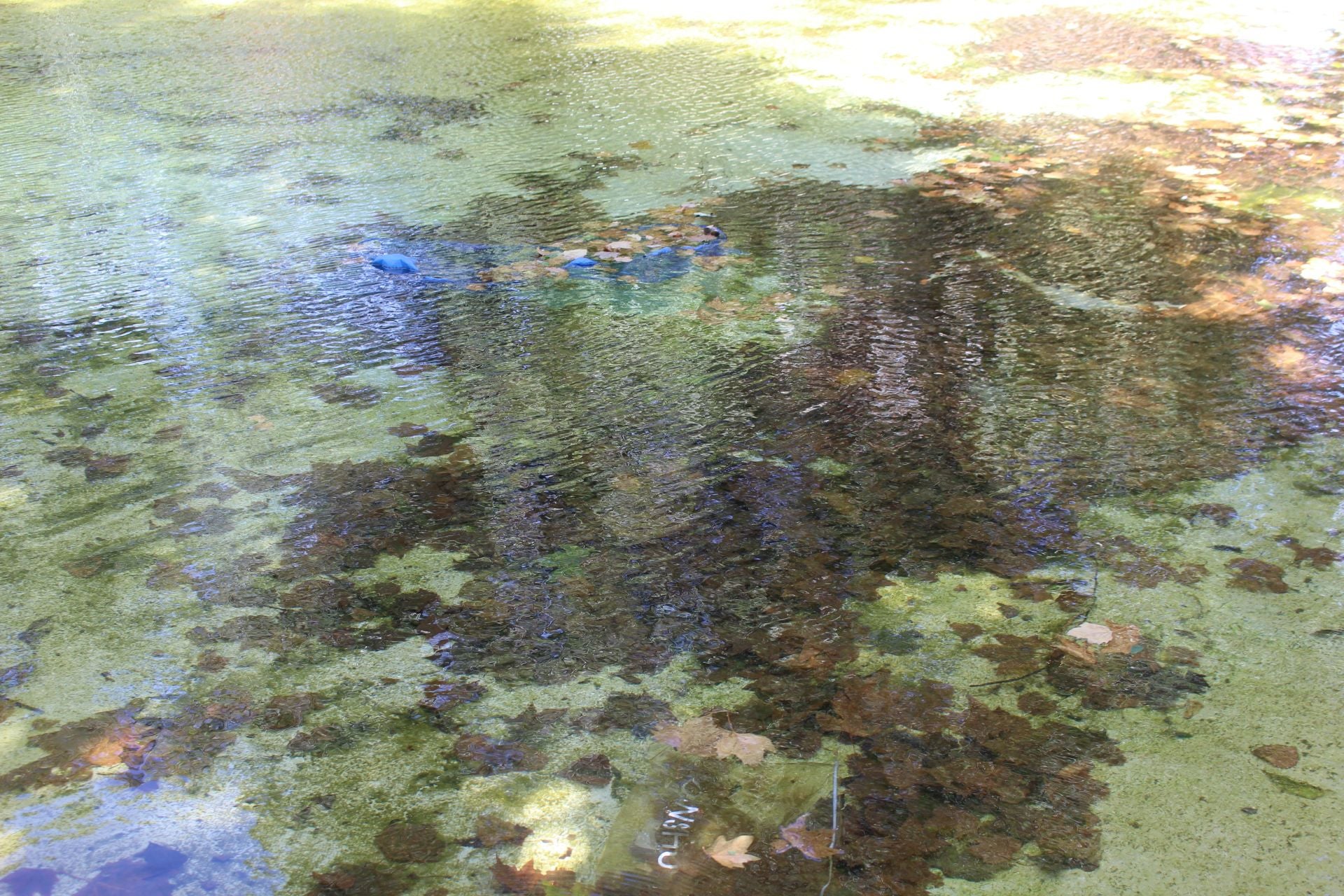 Las imágenes de la basura en el estanque del paseo Papalaguinda