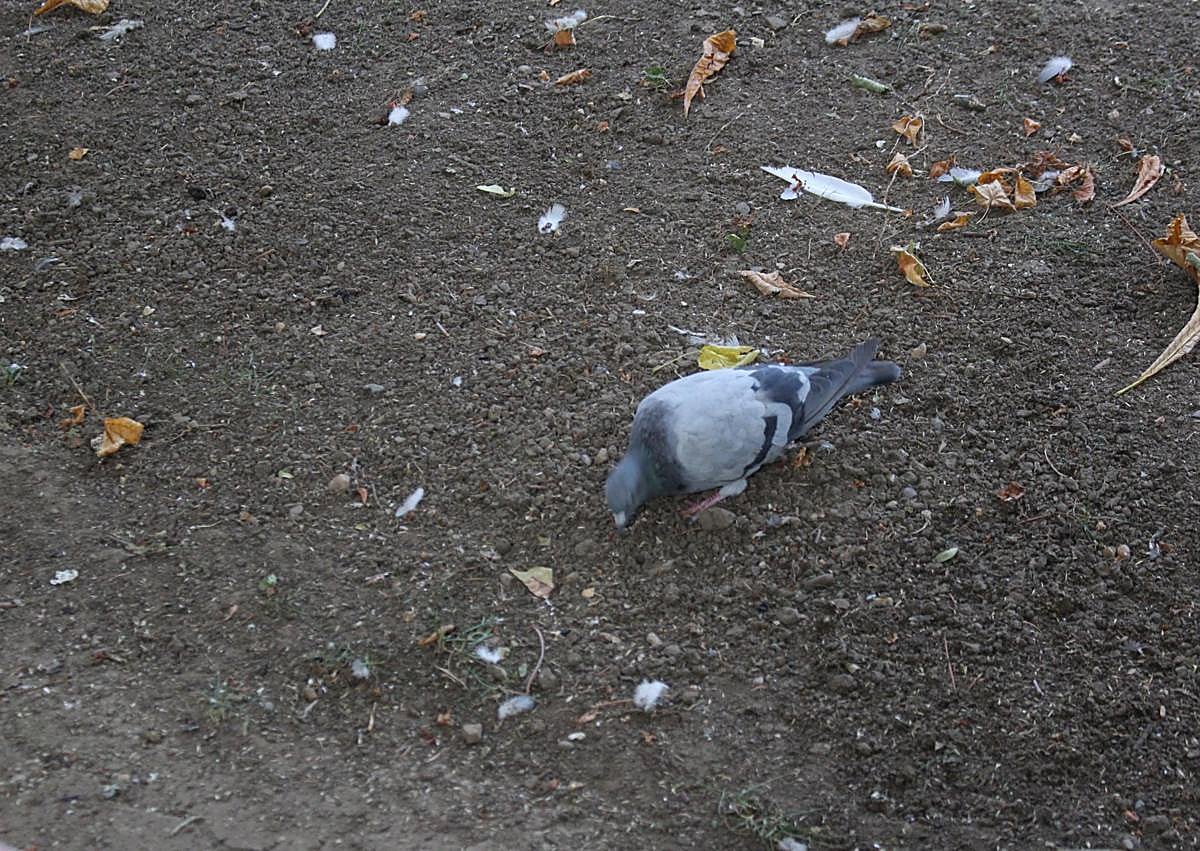 Imagen secundaria 1 - Palomas comiendo en las zonas donde se está replantando césped en el parque San Francisco de León.
