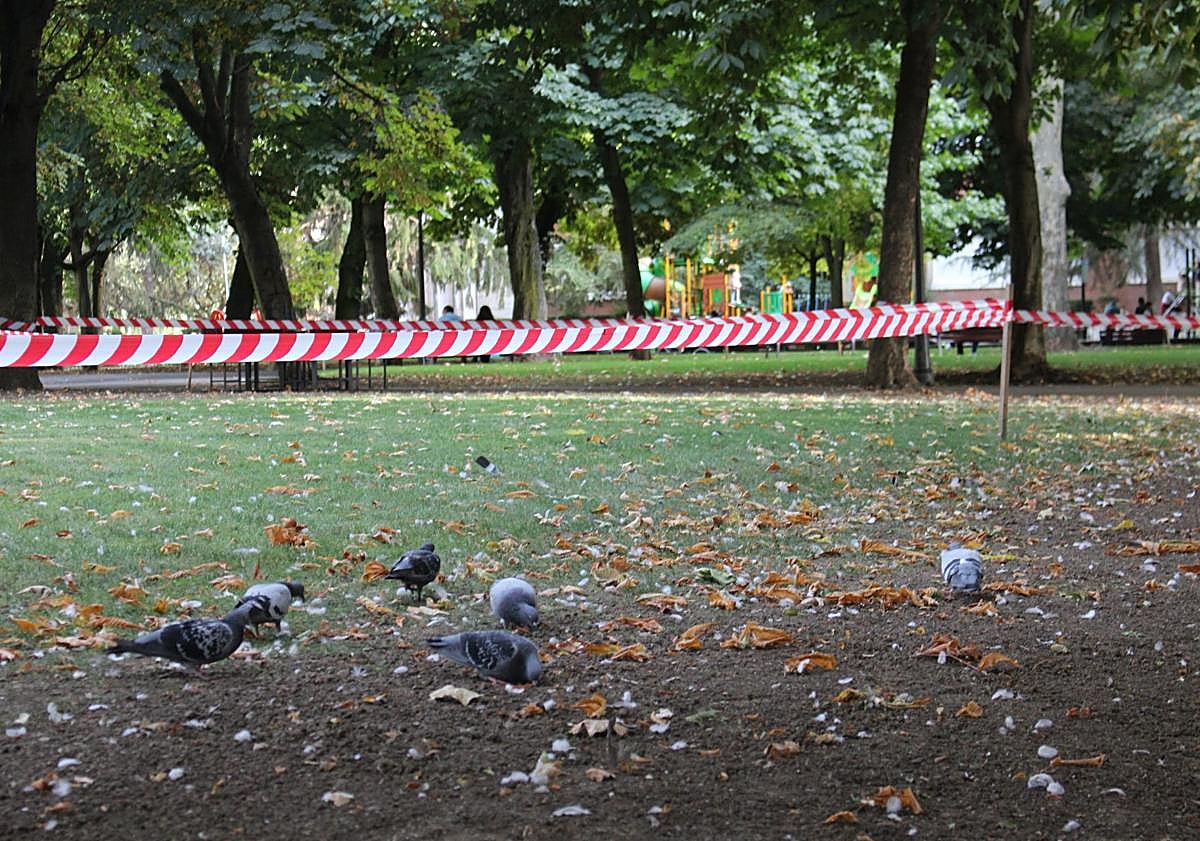 Imagen principal - Palomas comiendo en las zonas donde se está replantando césped en el parque San Francisco de León.