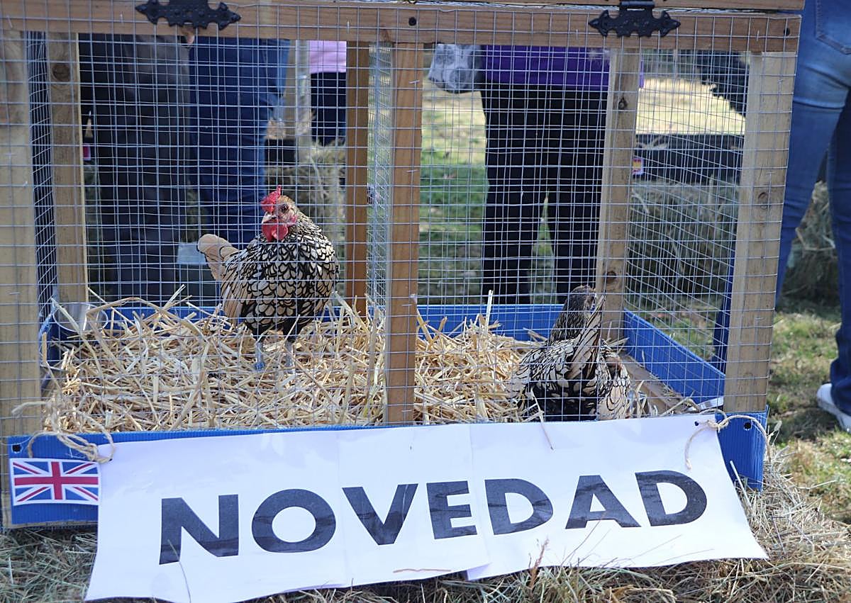 Imagen secundaria 1 - Ganado en la Feria del Cristo de Valdelugueros