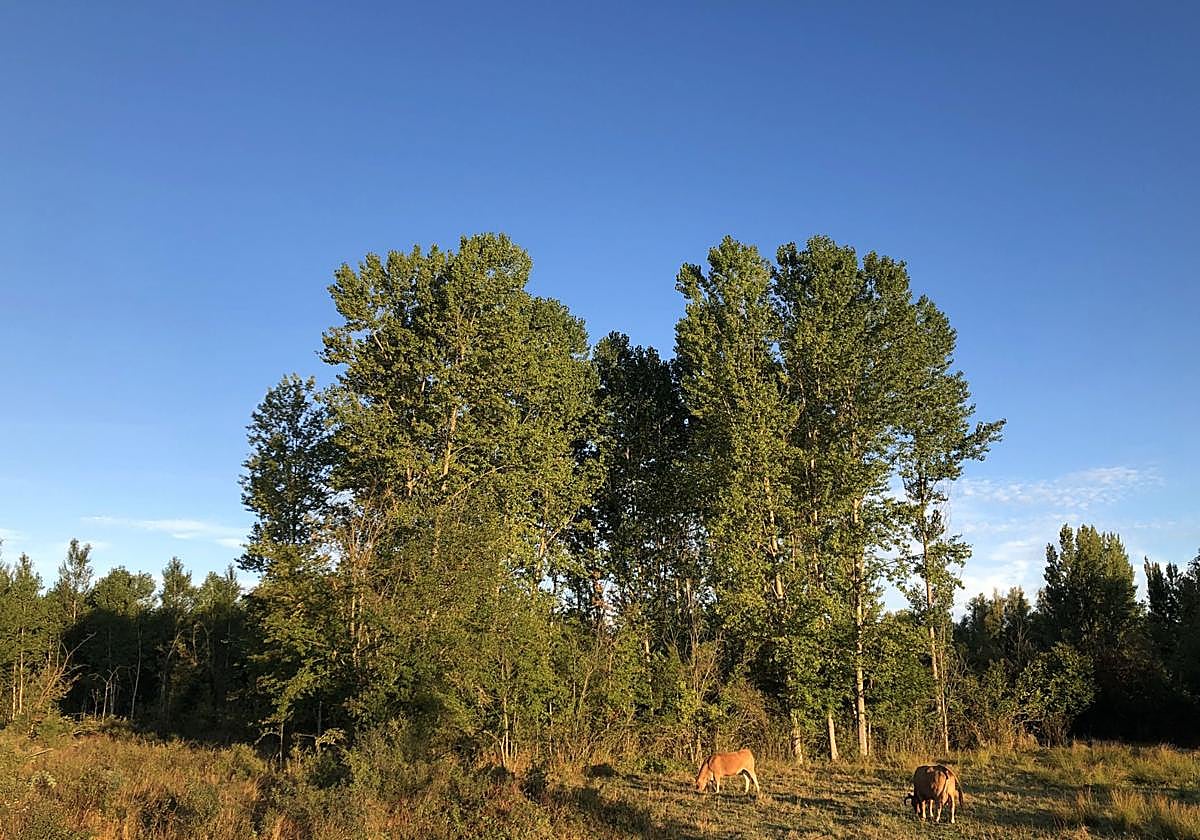 Cielo azul este verano en León.