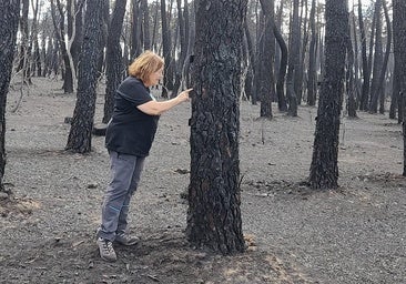 Investigadores de la ULE piden proteger el suelo afectado tras el fuego