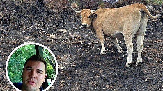 Un ganadero leonés, asfixiado ante la falta de alimento de sus animales: «Solo me queda vender»