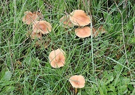 Setas en La Cepeda el otoño de 2024.