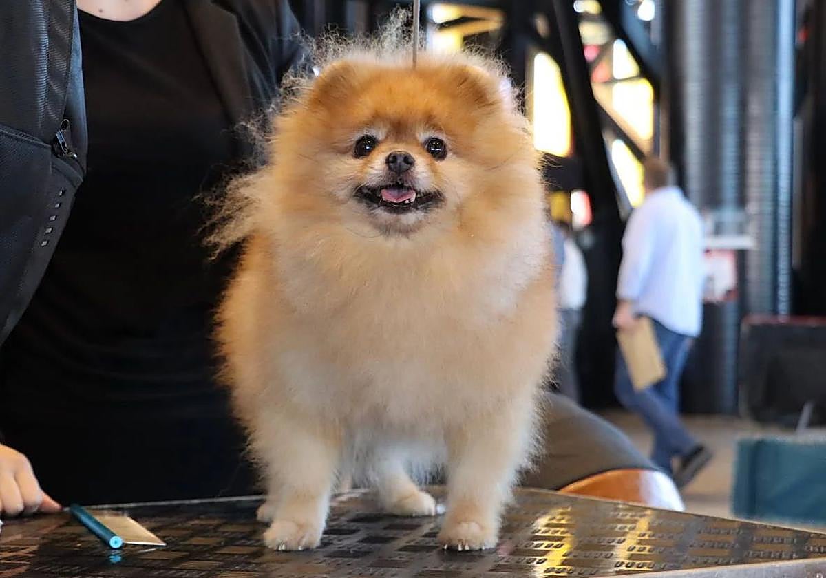 Astorga acoge el gran evento nacional de razas de perro españolas