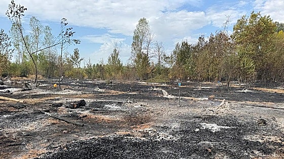 Las imágenes de Villarejo de Órbigo tras el incendio
