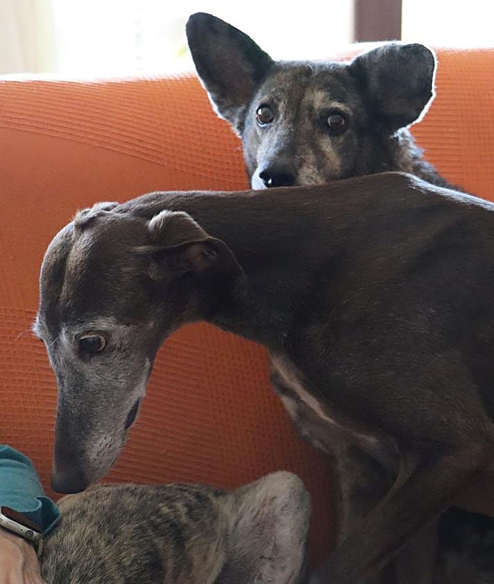 Imagen secundaria 2 - Carmen y Camino junto a los perros.