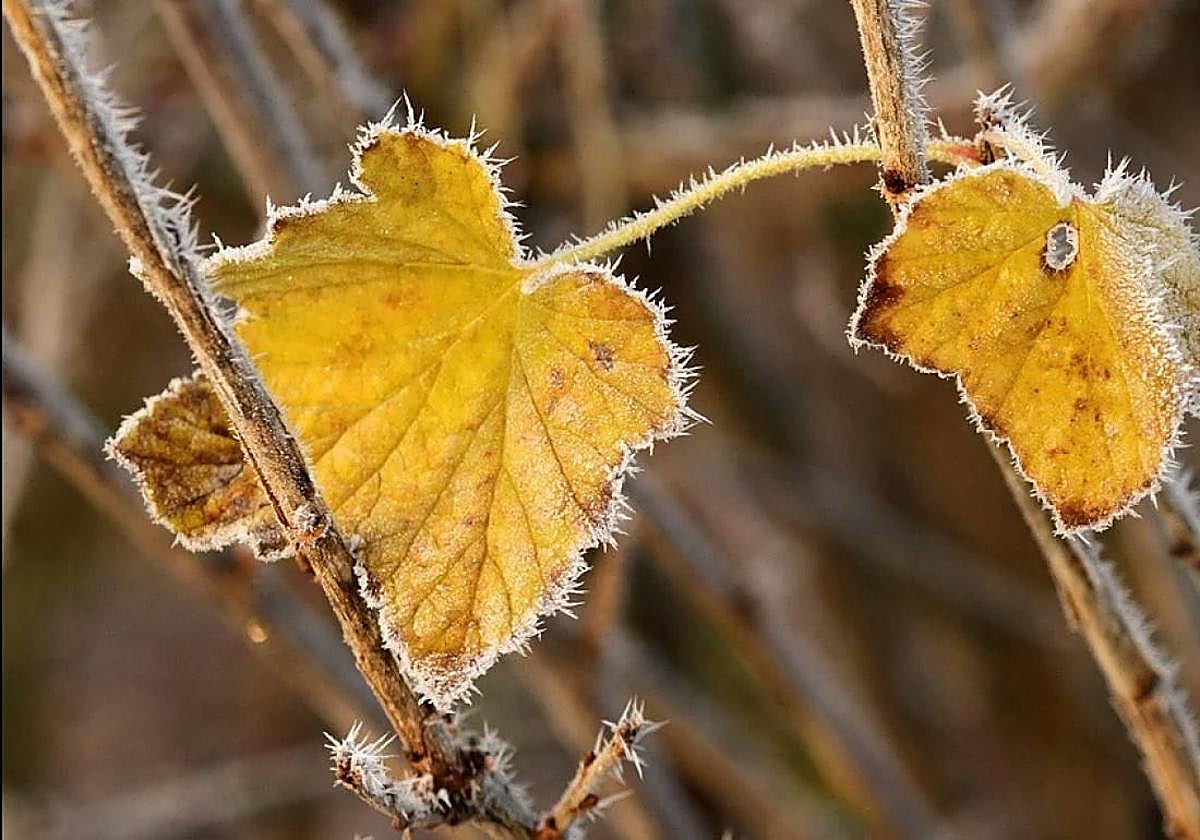 Imagen de archivo de una helada.