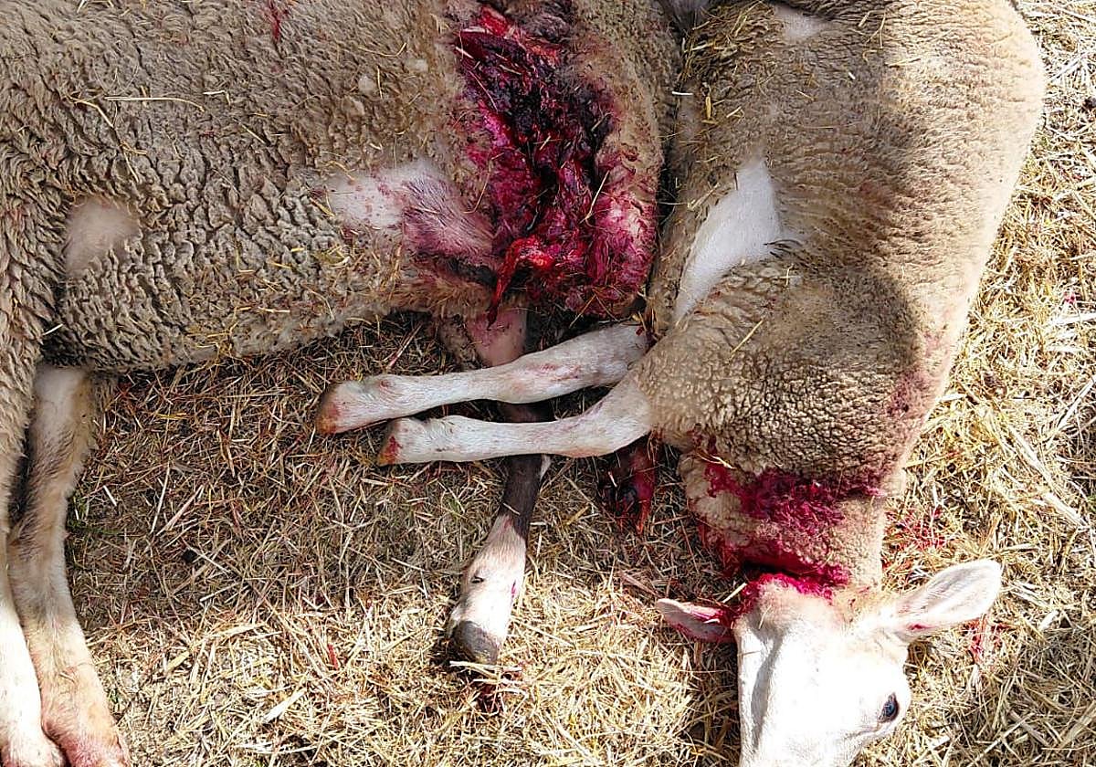 Imagen de dos ovejas de una explotación atacadas por el oso.