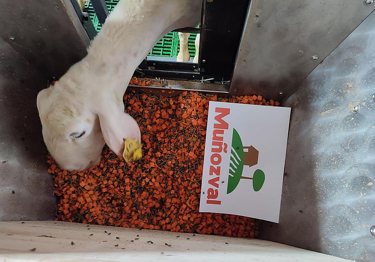 Zanahoria para sustituir el maíz para alimentar ovejas: la nueva investigación de la ULE