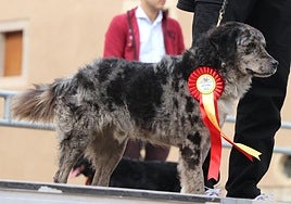 Imagen de uno de los campeones de carea leonés en San Marcelo.